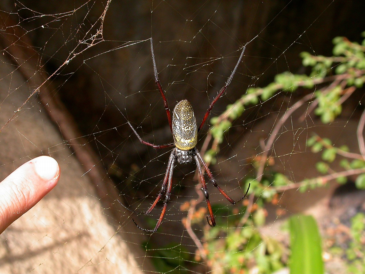 Trichonephila inaurata madascariensis Trichonephila inaurata madascariensis